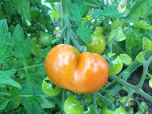 bilde tomat