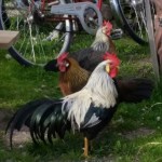 høner og sykler